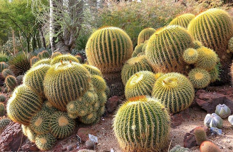 Echinocactus grusonii, Golden Barrel Cactus, Mother-in-law's Seat, Golden Ball Cactus, Golden cactus, Cactus